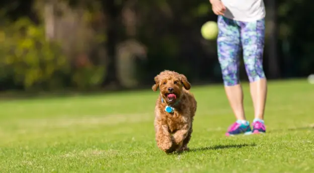 Games and Activities for School Dogs