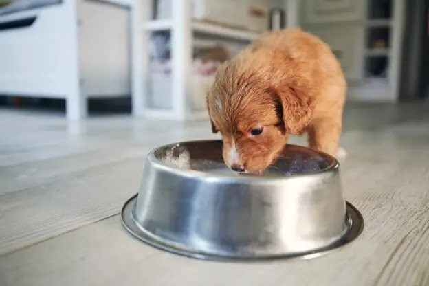 Nutrition Fundamentals: Fueling Your School Therapy Dog for Success